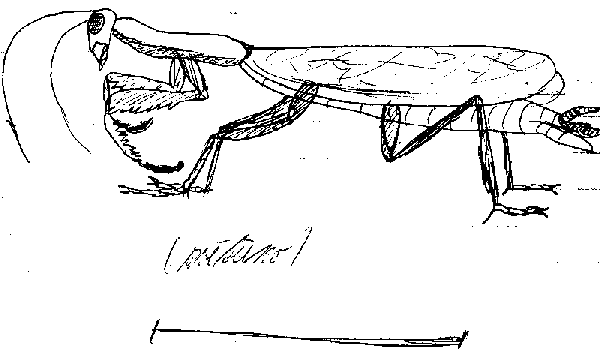 kudlanka nábožná (zvětšeno)