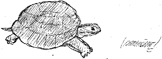 želva (zmenšeno)